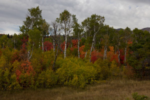 Overcast days even out the contrast and help your fall colors to pop
